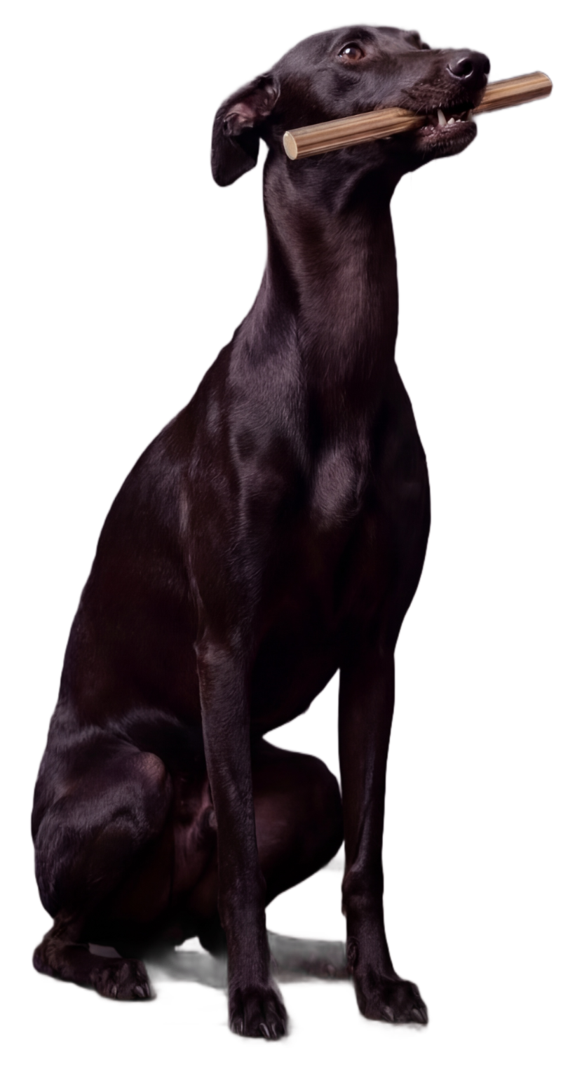 Galgo de Palo